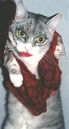 Le petit gris passe � l'attaque